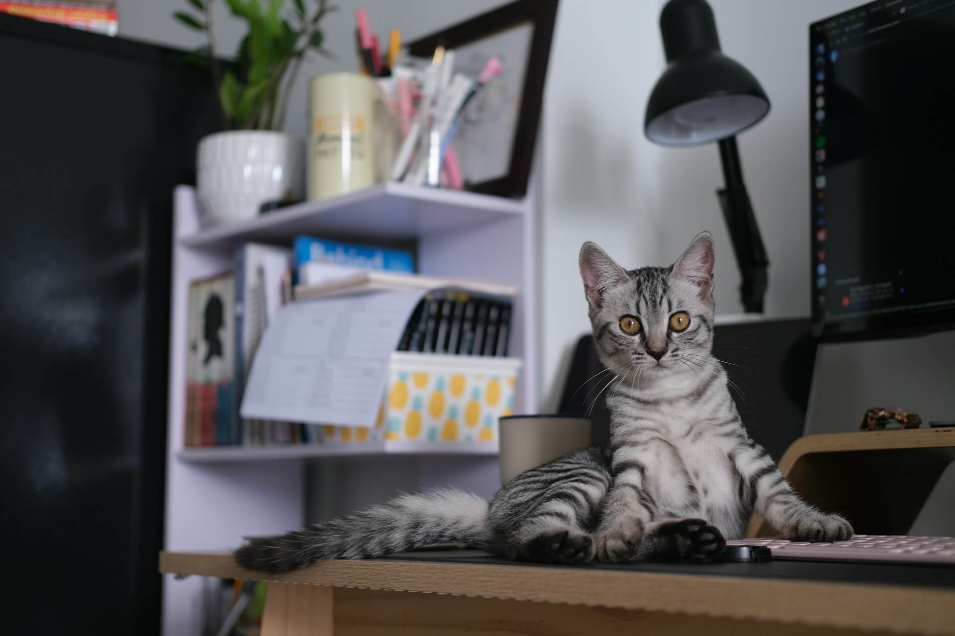 Cat on desk